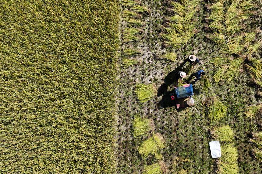 南溪村村民正在收割水稻。楊敏攝