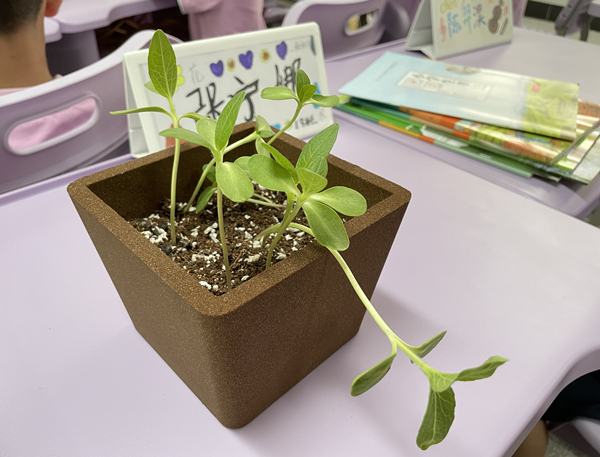 向日葵幼苗。晏紅霞攝