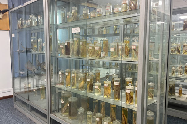 中醫藥標本。西南大學醫院供圖