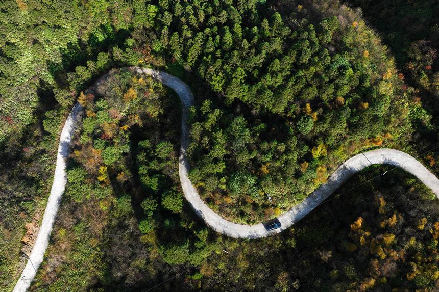 重慶市黔江區國家森林公園彩葉林。楊敏攝