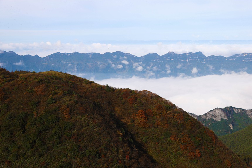 重慶市黔江區國家森林公園彩葉林。楊敏攝