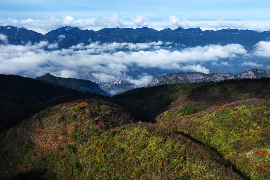重慶市黔江區國家森林公園彩葉林。楊敏攝