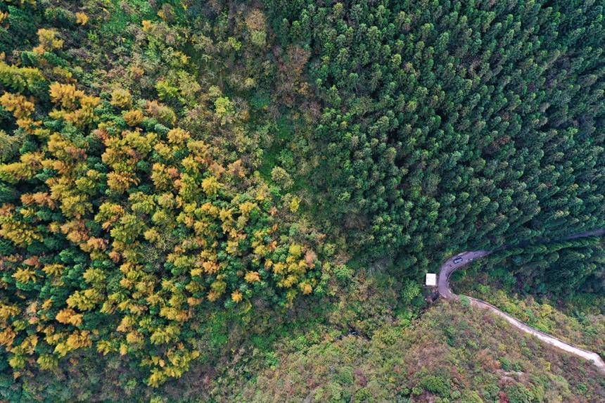 重慶市黔江區國家森林公園彩葉林。楊敏攝