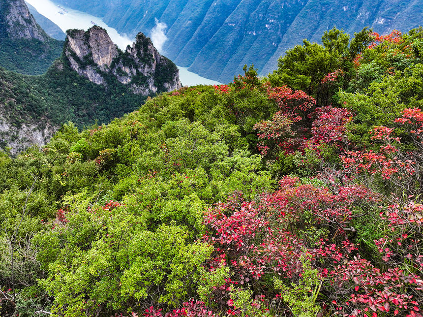 巫峽岸邊的紅葉。王正坤攝