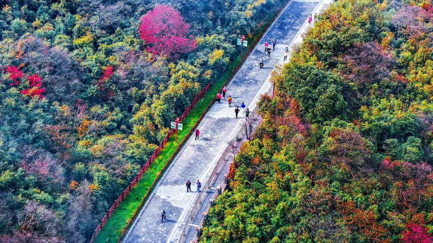 金佛山彩林色彩斑斕恍若“童話”世界。瞿明斌攝