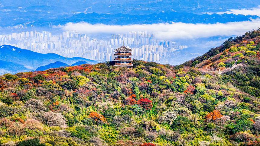 金佛山彩林色彩斑斕恍若“童話”世界。瞿明斌攝