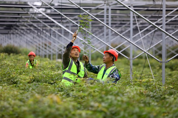 工人正在起苗。重慶高速集團供圖