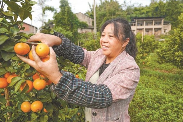 果農正在采摘砂糖橘。鋒區融媒體中心供圖