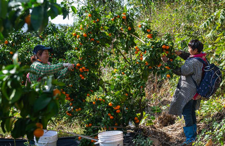 采摘砂糖橘。 冉孟軍攝