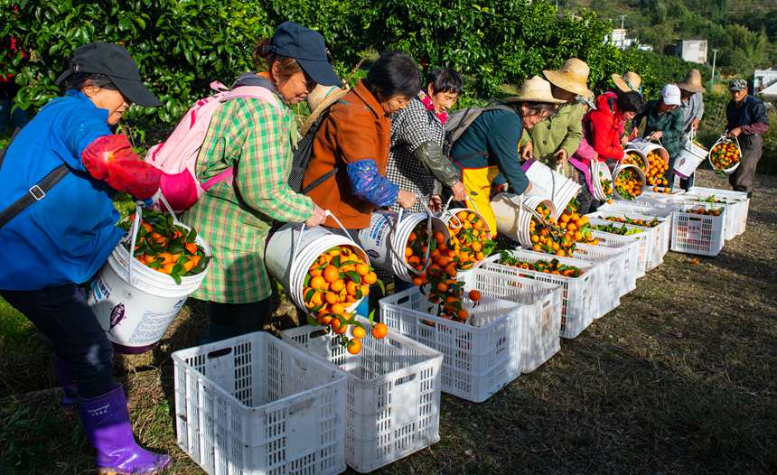 砂糖橘迎來豐收。冉孟軍 攝
