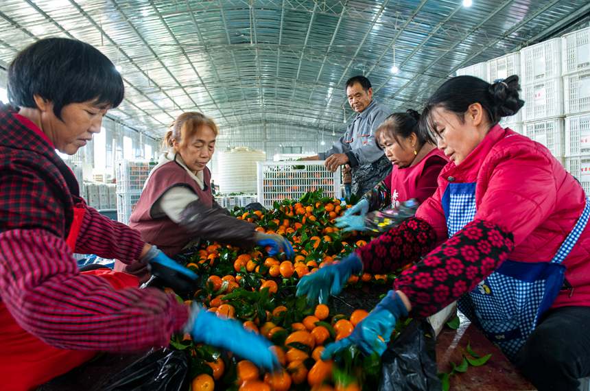 就業幫扶車間，村民流水分揀。冉孟軍攝