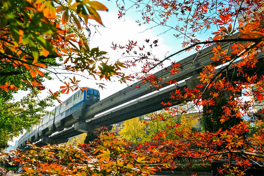 冬日山城，南岸區學府大道沿線，一路“楓景”如畫。郭旭攝