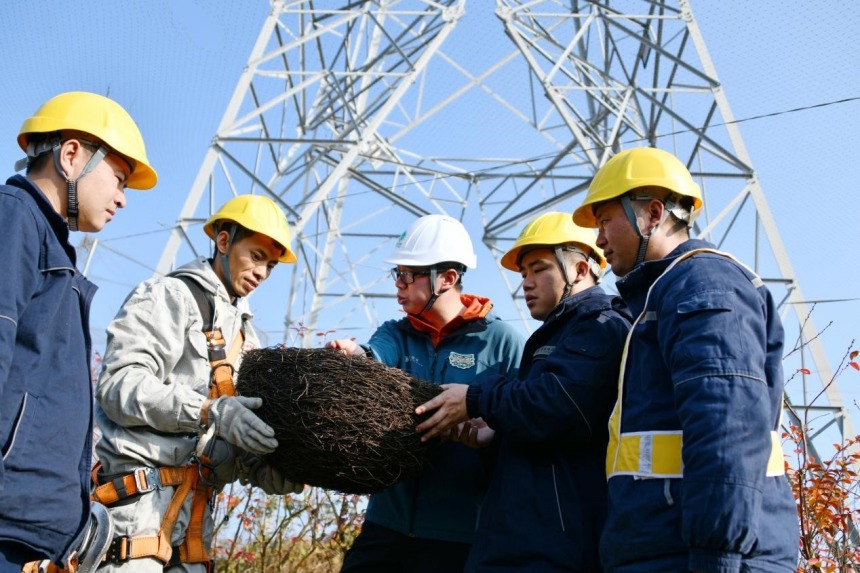 防鳥撞專家與重慶送變電公司員工討論鳥巢安裝注意事項。張弛攝