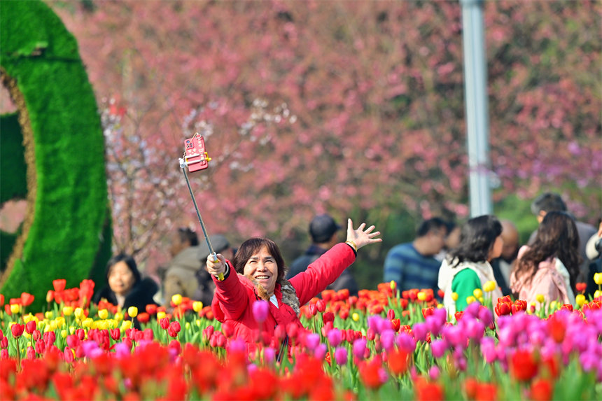 重慶南山植物園，市民在郁金香花海里打卡合影。郭旭攝