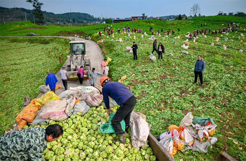 田間地頭，村民干得熱火朝天。付作僑攝 