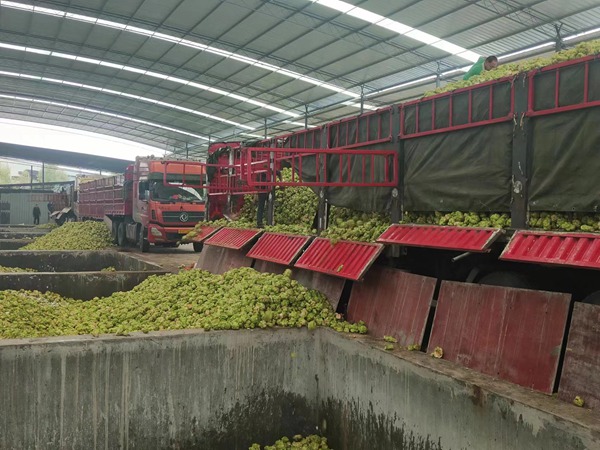 永川區何埂鎮獅子村長五間窖池青菜頭交付現場。村村旺供圖