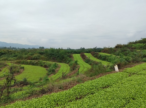 永川區青菜頭種植基地。村村旺供圖