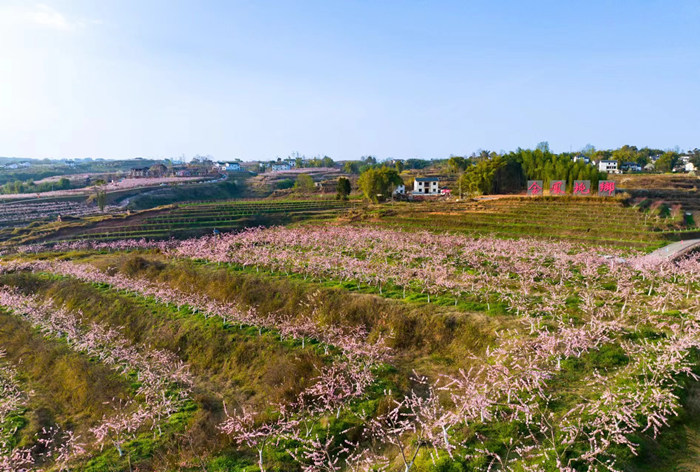 金鳳桃花。（資料圖）大灣鎮供圖