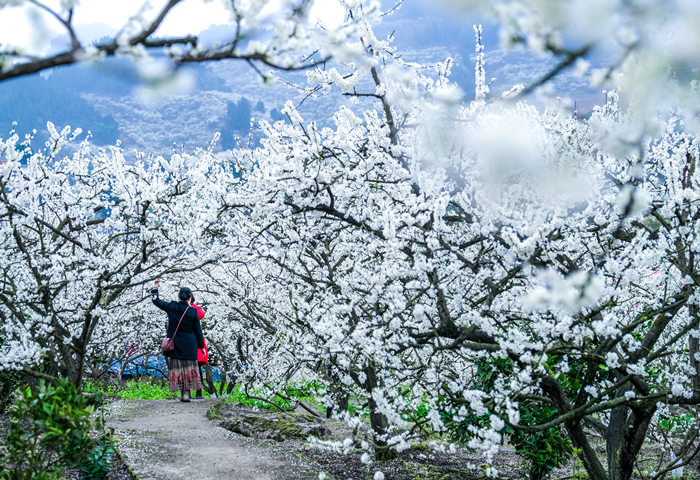 印盒李花。（資料圖）統景鎮供圖