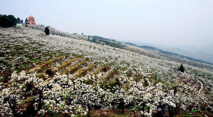 放牛坪梨花。（資料圖）茨竹鎮供圖