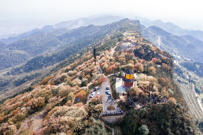 云龜山櫻花。（資料圖）大盛鎮供圖