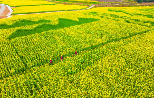 五間供電所員工在油菜花田巡視。國網重慶永川供電公司供圖