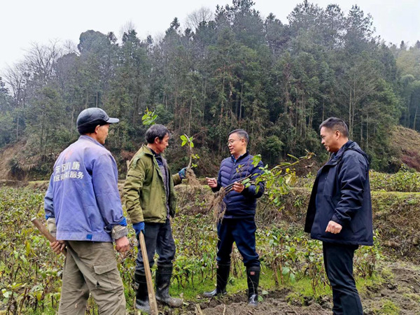 近日，秀山縣稅務局派駐云隘村第一書記陳夕才（左三）與村民分享山銀花扦插育苗技術。陳禹江攝