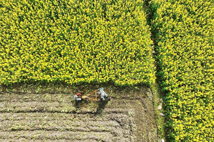 村民在油菜花地里勞作。楊敏攝