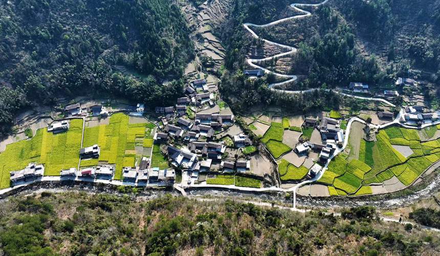 黔江區鵝池鎮南溪村油菜花田。楊敏攝