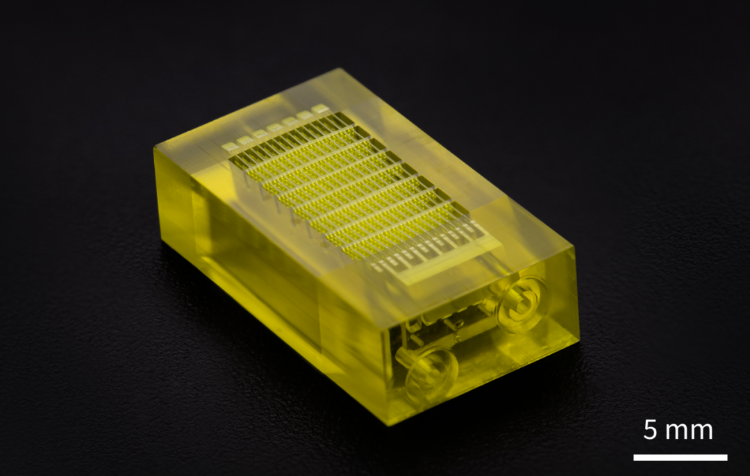 毛細血管芯片。摩方精密供圖