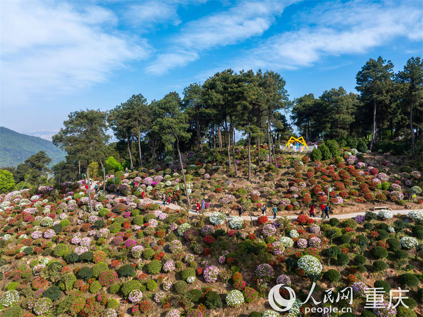 5000余株杜鵑花在放牛村的山坡上層層疊疊開放。郭旭攝