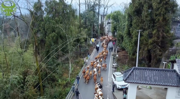廖大叔與附近鄉鄰一起把牛引進牛棚。工行重慶市分行供圖