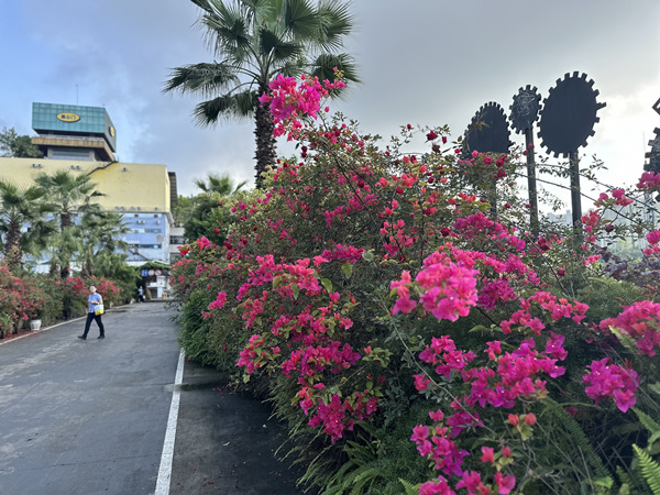 工廠內的三角梅花開正艷。美心集團供圖