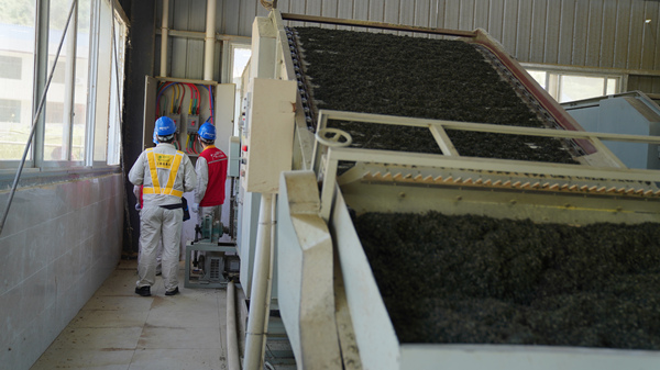 國家電網紅巖（秀山潤德）共產黨員服務隊隊員在秀山縣平馬猛董聯合茶葉加工廠檢查用電設備。萬雪蓮攝