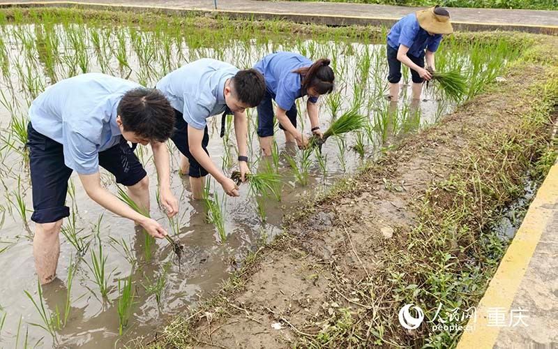 企業員工工作之余，可以下田插秧，體驗農趣。 人民網記者 馮文彥攝
