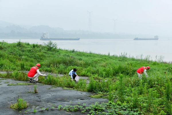志愿者在長江邊撿拾白色垃圾。王化全攝