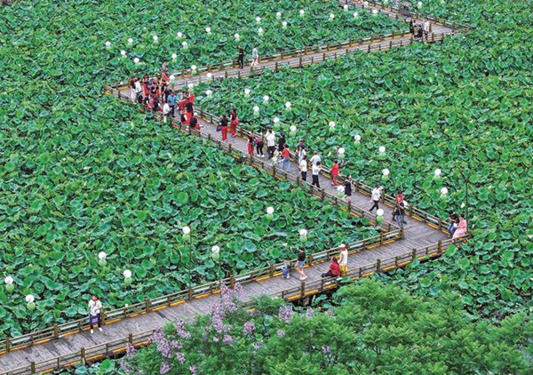 旅客在“荷月江岸”生態荷塘打卡游玩。華鎣市融媒體中心供圖