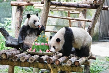 “星星”“辰辰”現場過生日。重慶銅雀臺整形外科醫院供圖