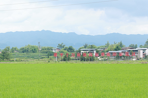 位于梁平區星橋鎮兩路村的高標準農田示范基地。向詩佳攝