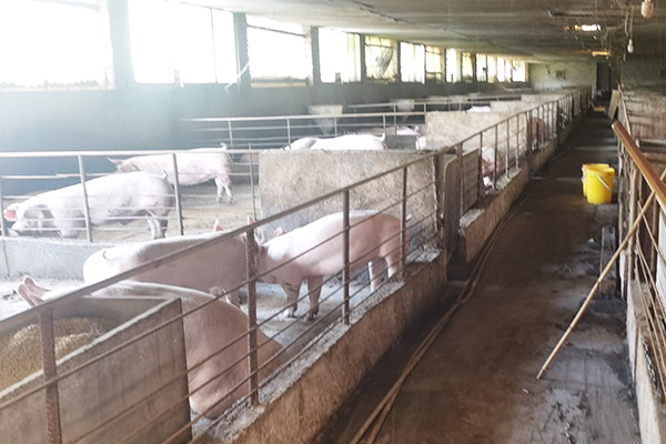 生豬養殖場。重慶市銀行業協會供圖