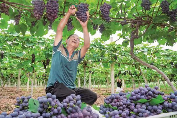 岳池縣石埡鎮張口樓村的紫晶葡萄采摘園，工人正忙著采摘。岳池縣委宣傳部供圖