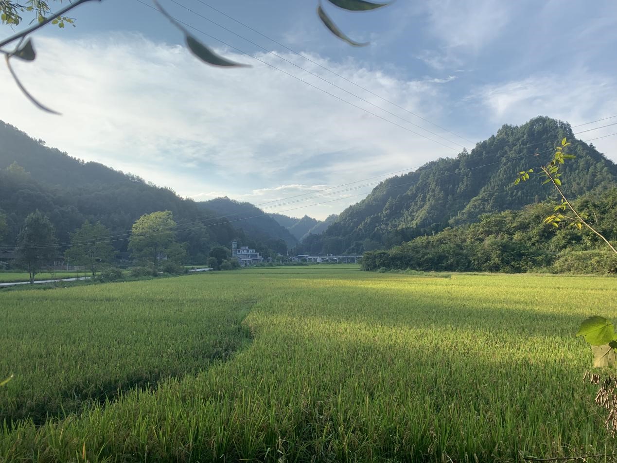 推進復耕復種。重慶發展投資有限公司供圖