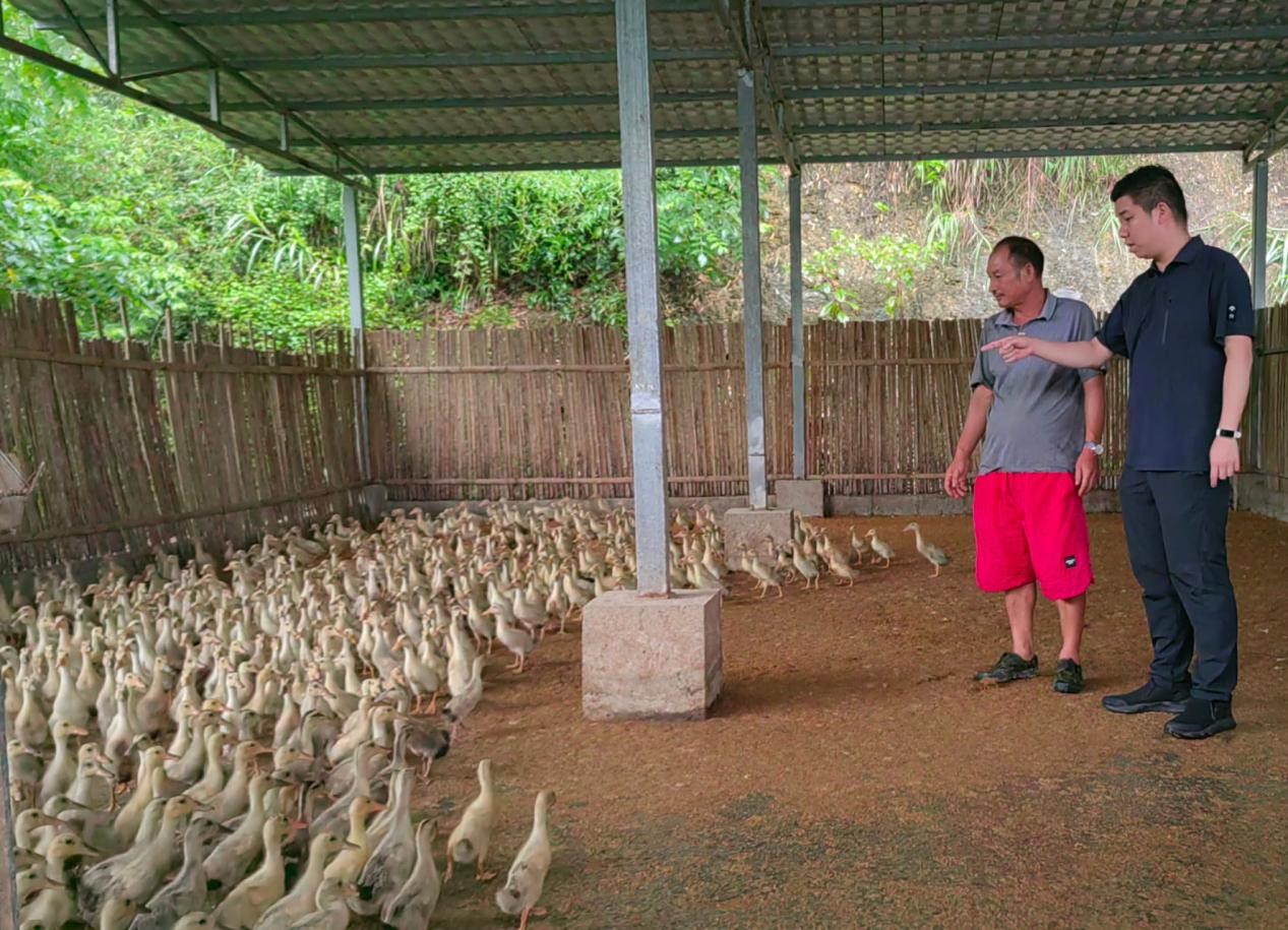助力村民排除麻旺鴨養殖風險。重慶發展投資有限公司供圖