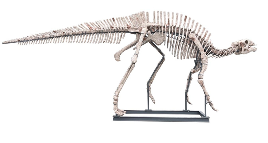 長生黔江龍復原骨架模型。重慶市規劃和自然資源局供圖