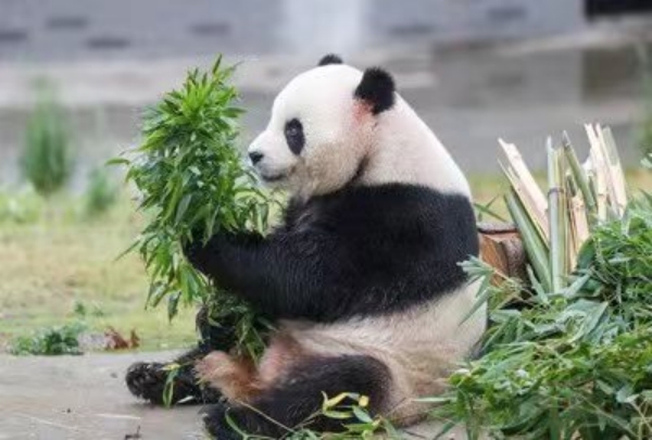 華鎣山大熊貓苑的“一家”正在進食。華鎣市委宣傳部供圖