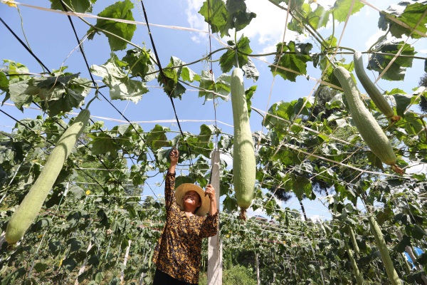 村民在絲瓜絡基地管護。廖唯攝