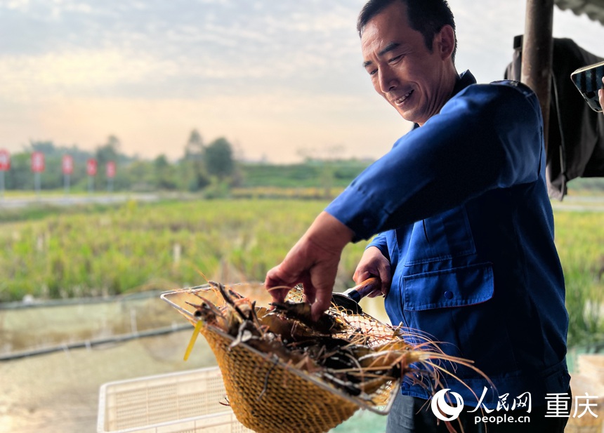 瀘縣海牧稻蝦專業合作社的員工在挑揀剛捕撈的蝦。人民網記者 胡虹攝