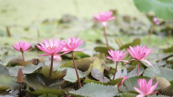 紅蓮映日別樣紅。大足區委宣傳部供圖