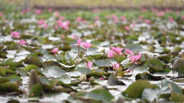 紅蓮映日別樣紅。大足區委宣傳部供圖