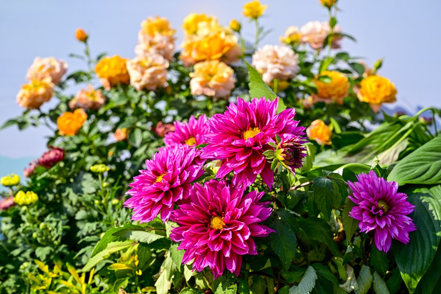 南山植物園菊花綻放。崔景印攝